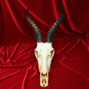 Male Blesbok Skull GRADE B