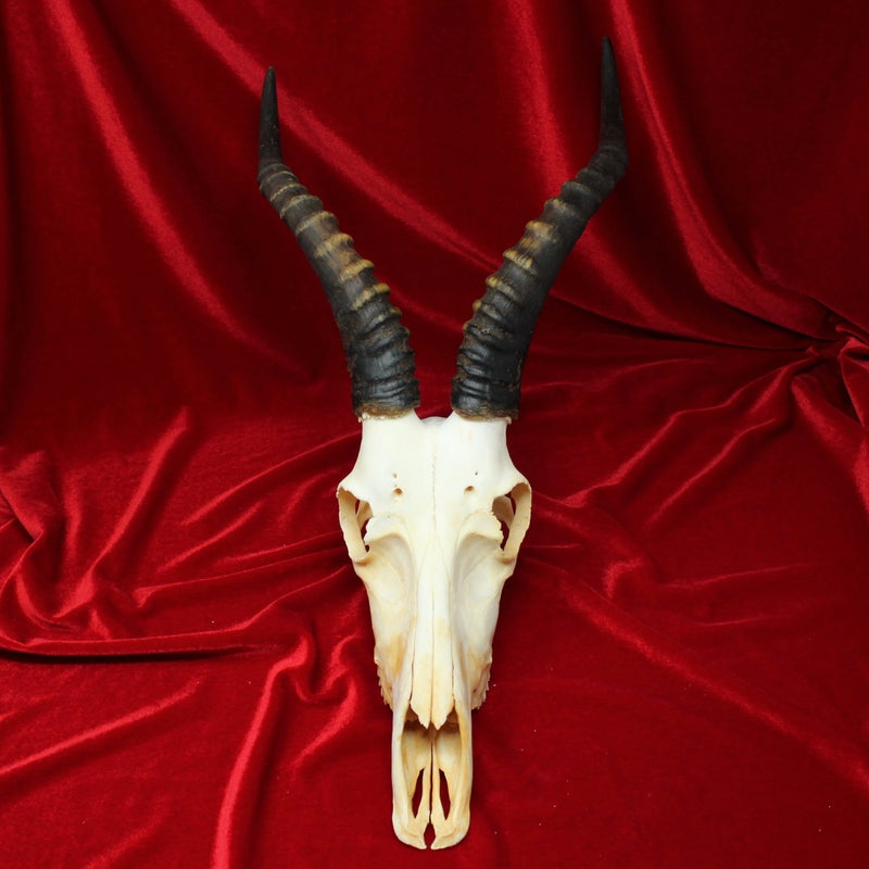 Male Blesbok Skull GRADE B