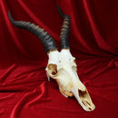 Male Blesbok Skull GRADE B