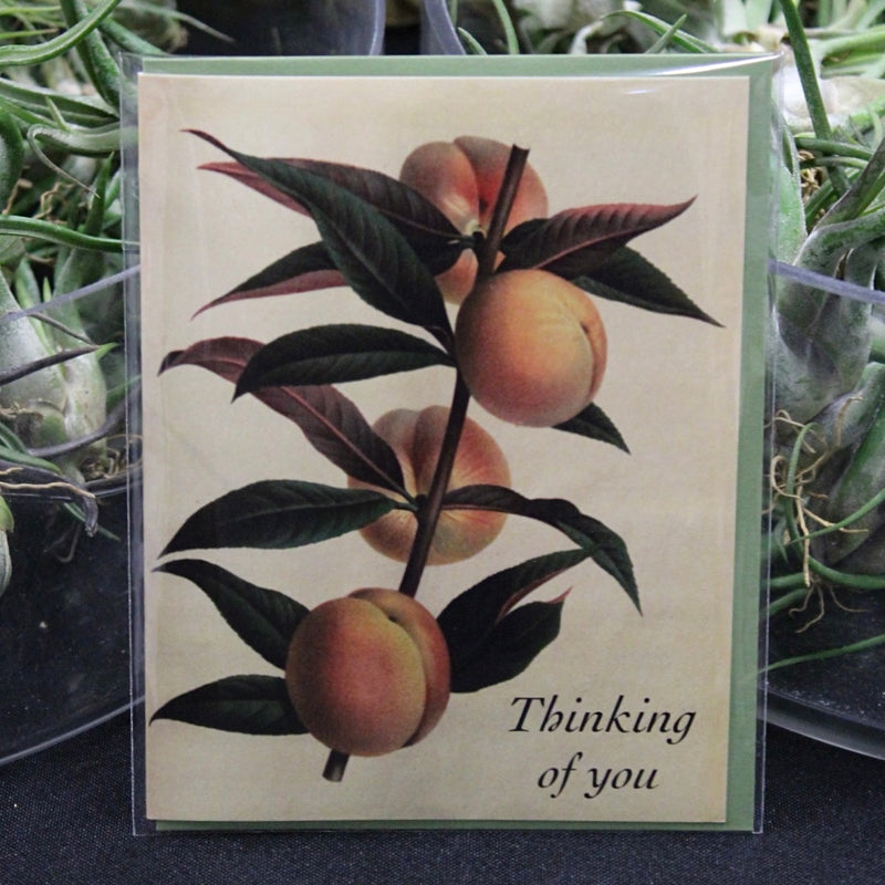 Thinking of You Peach Greeting Card