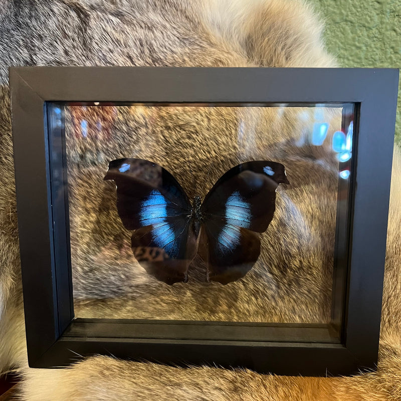 Great Blue Hookwing Butterfly in Double Glass