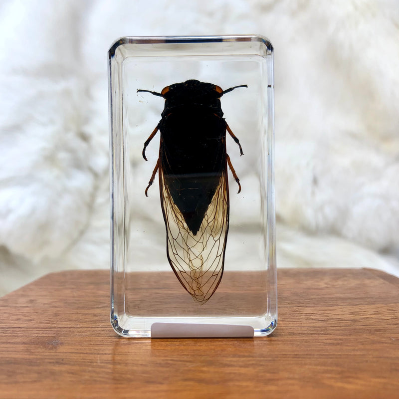 Cicada Paperweight
