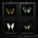 Miscellaneous Butterfly in Double Glass Frame