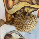 Giant Taxidermy Porcupine Pufferfish
