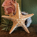 Giant Horned Starfish - Curious Nature