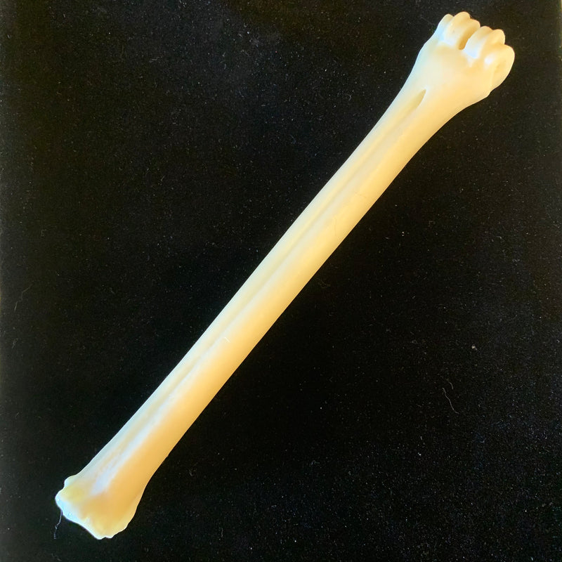 Antelope Leg Bone