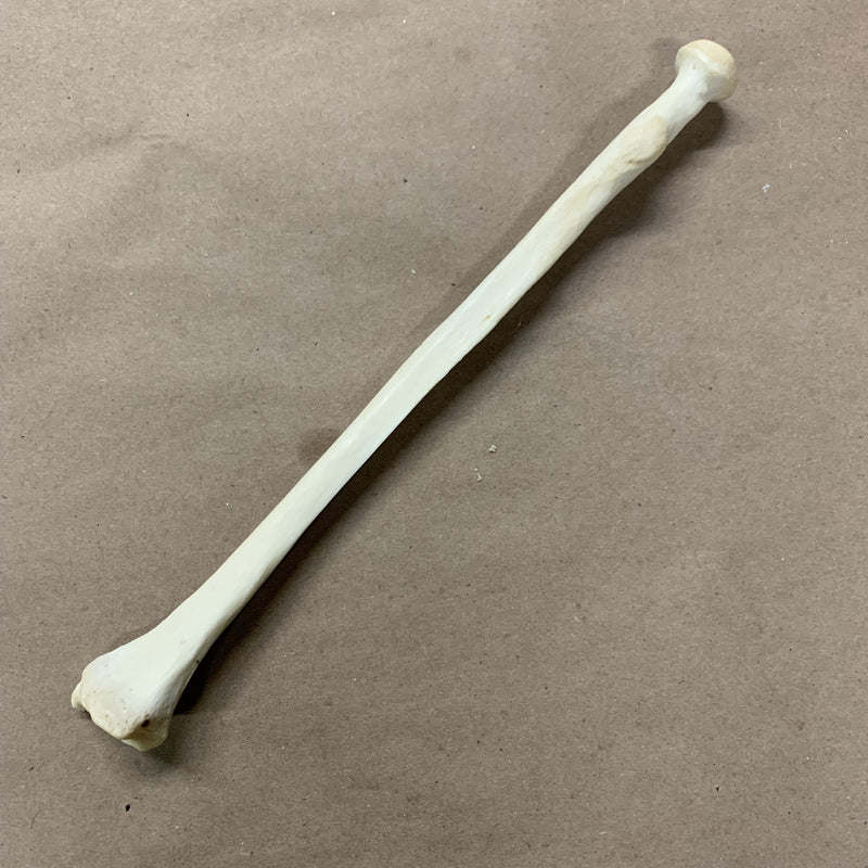 Human Radius Arm Bone - Curious Nature