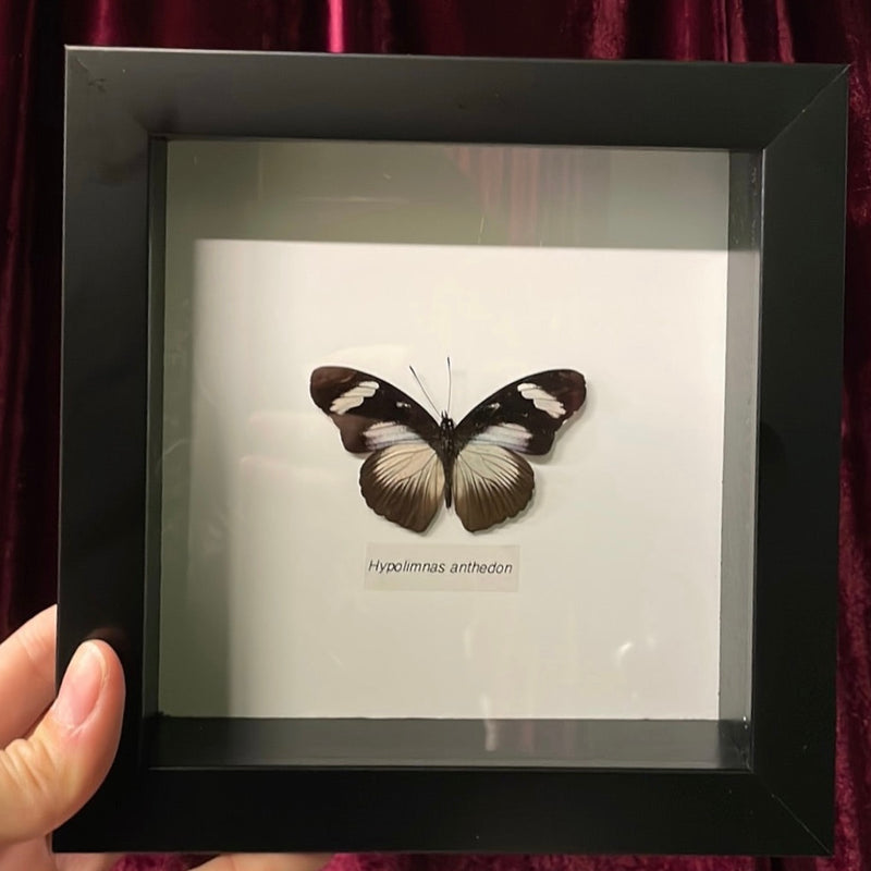 Variable Eggfly Butterfly in Frame