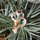 Multi Cut Murex Shell - Curious Nature