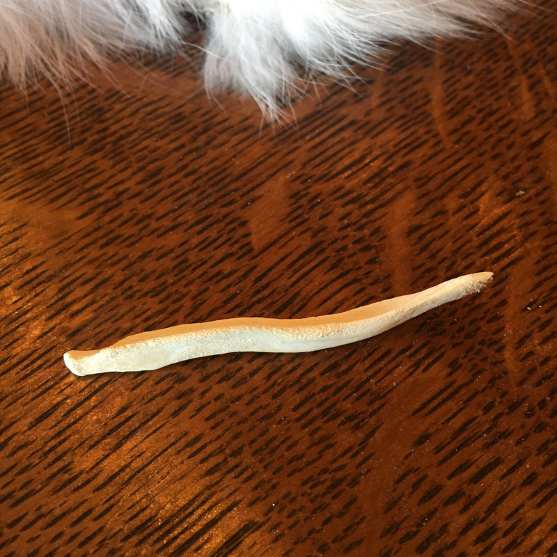 Fox Baculum Bone - Curious Nature