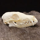 Red Fox Skull