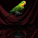Superb Parrot Taxidermy Mount