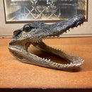Small Alligator Head