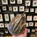 Horseshoe Crab