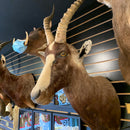 African Blesbok Mount