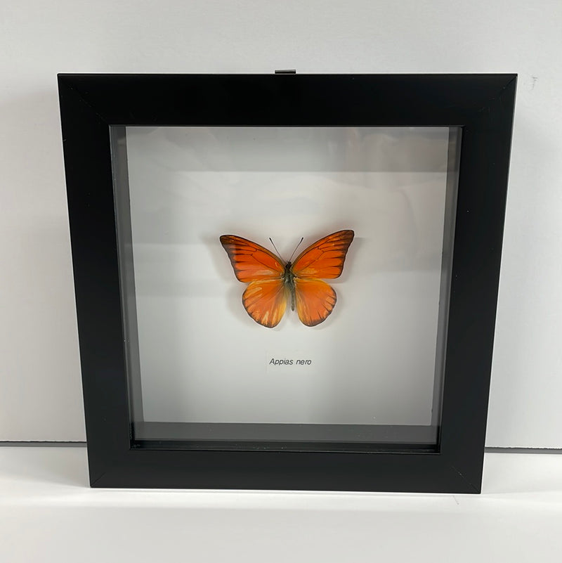 Orange Albatross Butterfly in Frame