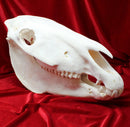 Plains Zebra Skull GRADE B
