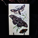 Paper Hellebore Moth Set