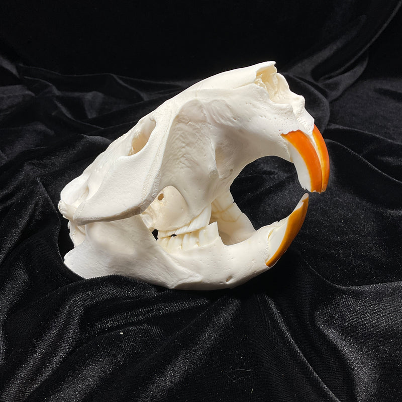 Beaver Skull