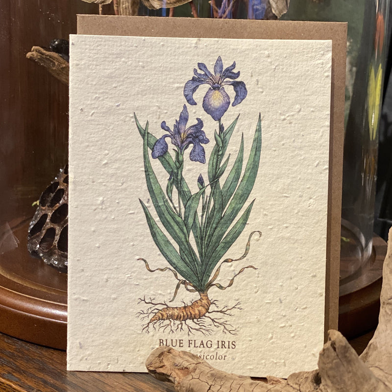 Seed Paper Greeting Card - Curious Nature