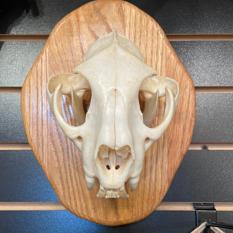 Mountain Lion Skull Mounted