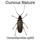 Cerambycidae sp63