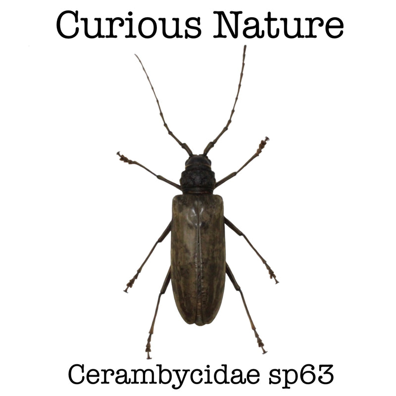 Cerambycidae sp63