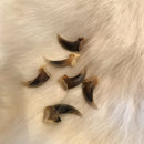 Red Fox Claws - Curious Nature