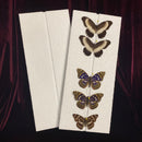 Insect Spreading Board