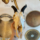 Female Blesbok Skull GRADE B