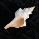 Florida Horse Conch