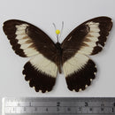 Papilio mechowianus