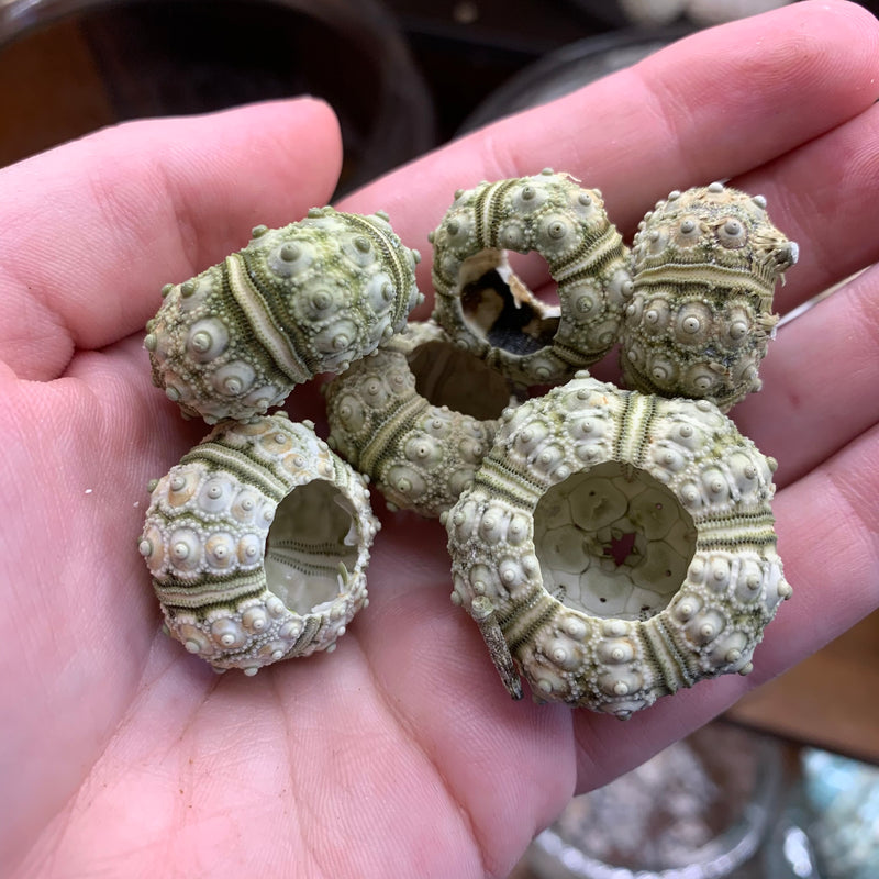 Green Knobby Urchin Shell