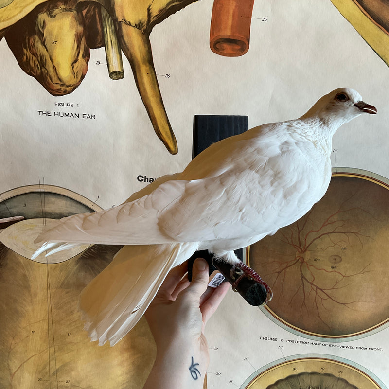 White Pigeon Taxidermy Mount