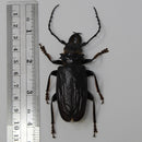 Acanthophorus beringei