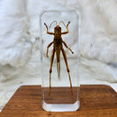 Grasshopper Paperweight