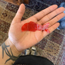 Fortune Teller Miracle Fish - Curious Nature