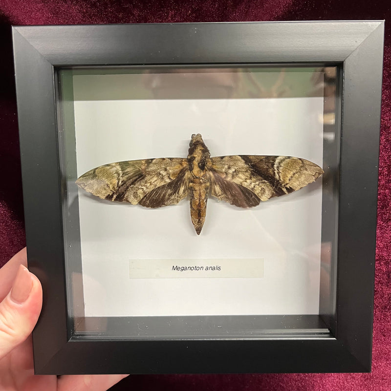 Grey Double-Bristled Hawkmoth in Frame