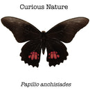 Papilio anchisiades
