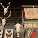 Gemsbok Skull GRADE A