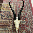 Male Springbok Skull