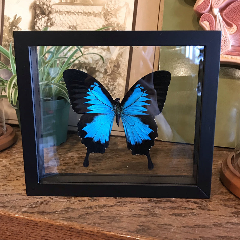 Mounted Papilio Ulysses Butterfly - Curious Nature