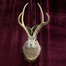 Taxidermy Jackalope