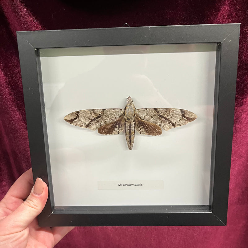 Grey Double-Bristled Hawkmoth in Frame