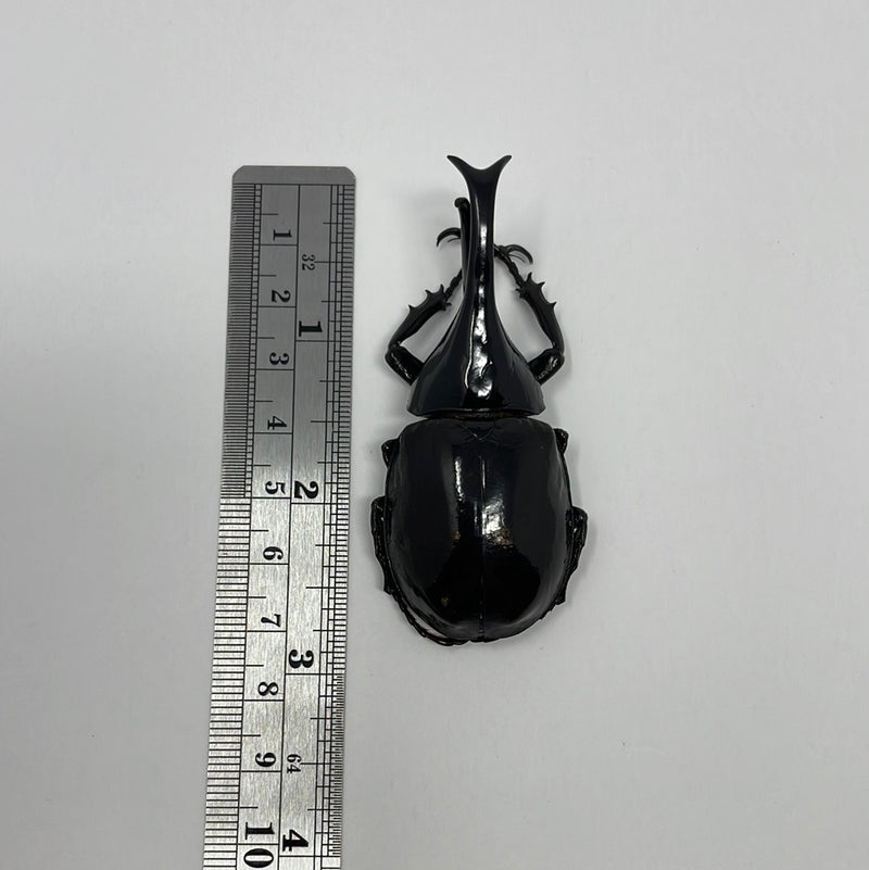 Xylotrupes gideon sumatrensis