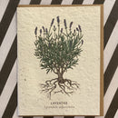 Seed Paper Greeting Card - Curious Nature