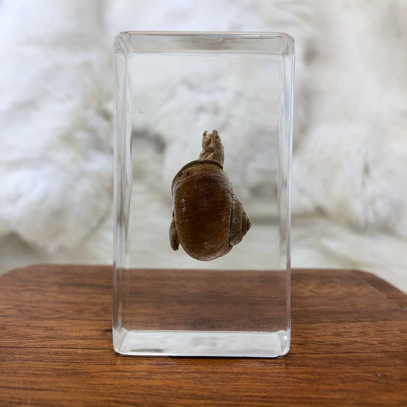 Snail Paperweight