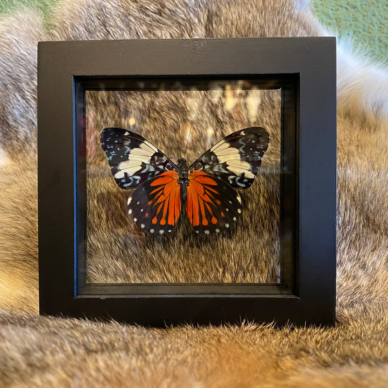 Cracker Butterfly in Double Glass