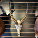 Male Blesbok Skull GRADE A