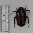 Clerota rigifica